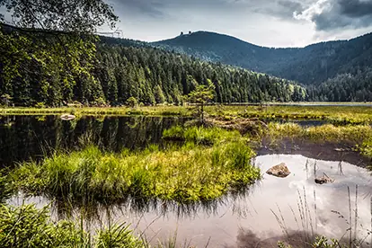 Ein malerisches Moor in Bayern mit üppiger Vegetation, spiegelndem Wasser und bewaldeten Hügeln im Hintergrund.
