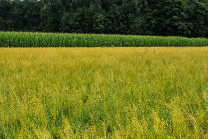 Ein weites Feld mit hülsenfrüchten in Gelbtönen, umgeben von einem grünen Maisfeld im Hintergrund.