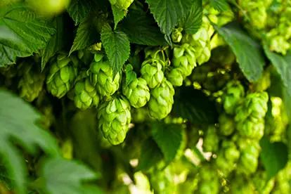 Reife Hopfenzapfen hängen grün und frisch an der Pflanze, zentral für die Herstellung von Hopfen Bier.