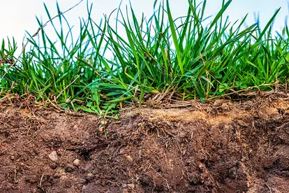 Gras mit sichtbarem Wurzelwerk und Erdschicht, symbolisiert die Bedeutung von Böden im Carbon Farming.