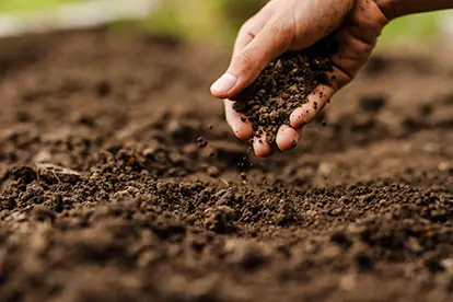 Händisch wird Erde in den Boden gestreut, symbolisch für präzise Düngemethoden in der Landwirtschaft.