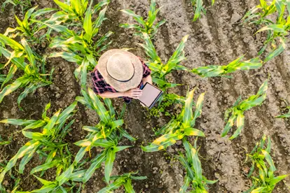 Landwirt mit Tablet in einem Maisfeld, der moderne Technologien zur Überwachung und Pflege der Pflanzen nutzt.