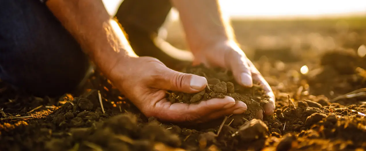 Hände halten fruchtbare Erde, symbolisierend den Humusaufbau und die Bedeutung gesunder Böden für die Landwirtschaft.