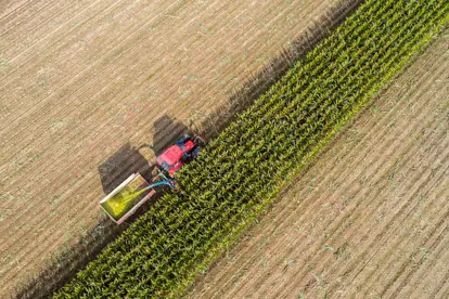 Ein Traktor erntet Mais in einem weitläufigen Feld, umgeben von Reihen grüner Pflanzen.