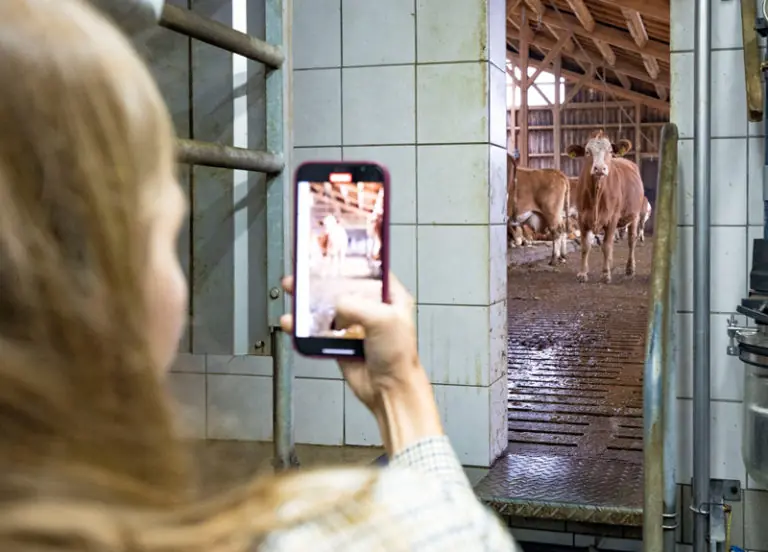 Eine Person filmt mit ihrem Smartphone Kühe in einem Stall durch eine offene Tür.