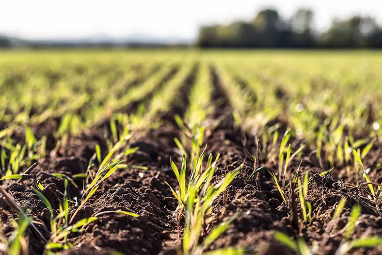 Grün sprießende Pflanzenreihen in einem Feld, das die landwirtschaftlichen Aktivitäten des Vereins symbolisiert.