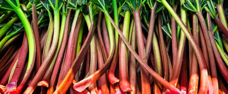 Frische Rhabarberstangen aus Bayern in verschiedenen Farben, ideal für Rezepte und saisonale Gerichte.