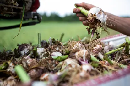 knoblauch_ernte_content