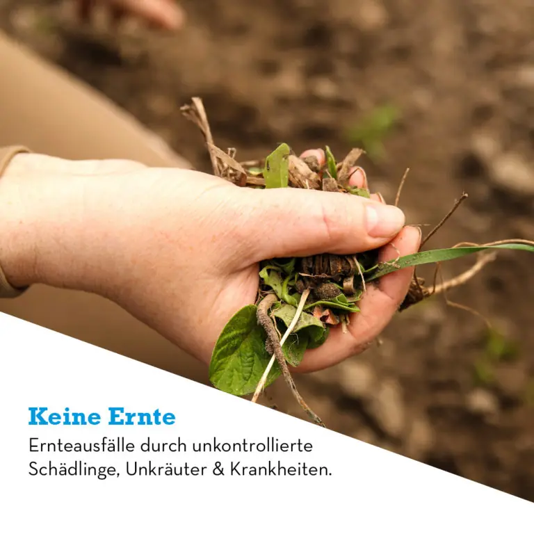 Händevoll von Unkraut und Pflanzenresten zeigt die Risiken unkontrollierter Schädlinge für die Ernte bei Pflanzenschutzmitteln.
