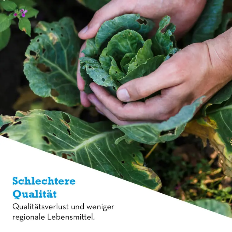 Hände halten einen beschädigten Kohlkopf, der auf die Auswirkungen von pflanzenschutzmitteln auf die Lebensmittelqualität hinweist.