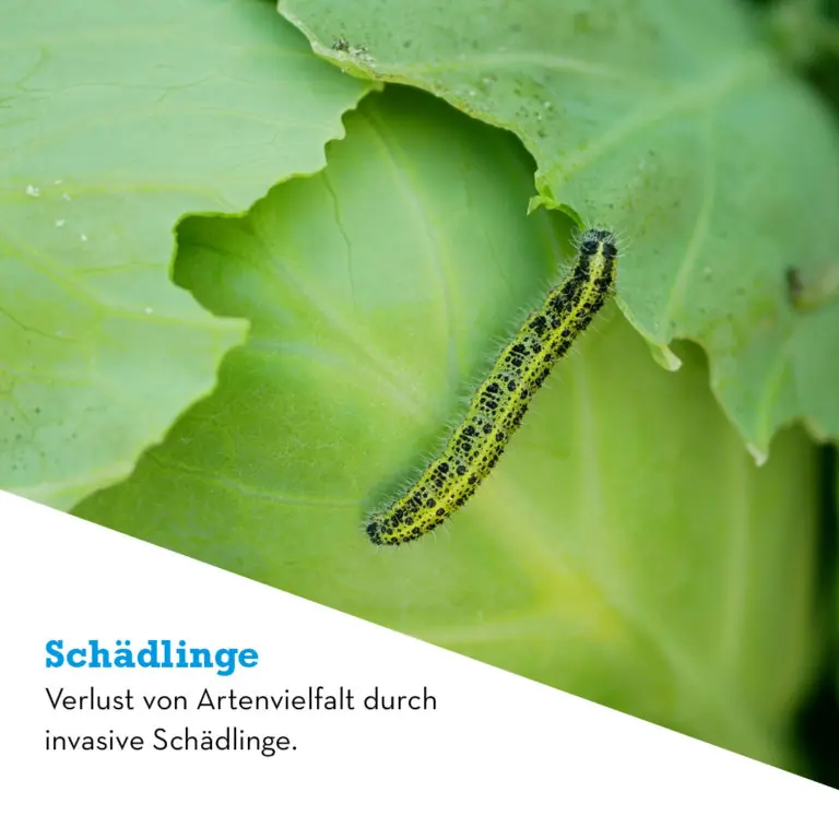 Schädling auf einem Blatt, symbolisiert den Verlust der Artenvielfalt durch invasive pflanzenschutzmittel.