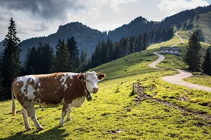 Milchland Bayern_Kuh_Alm_Content