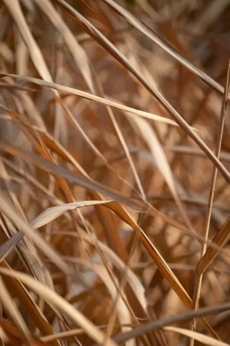 Braunes, trockenes Gras mit feinen Halmen, die sich sanft im Licht winden und eine natürliche Textur erzeugen.